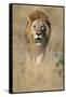 Male Lion Walking Through Grass-Paul Souders-Framed Stretched Canvas