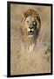 Male Lion Walking Through Grass-Paul Souders-Framed Photographic Print