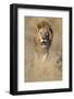 Male Lion Walking Through Grass-Paul Souders-Framed Photographic Print