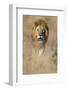 Male Lion Walking Through Grass-Paul Souders-Framed Photographic Print