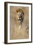 Male Lion Walking Through Grass-Paul Souders-Framed Photographic Print