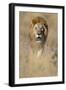 Male Lion Walking Through Grass-Paul Souders-Framed Photographic Print