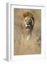 Male Lion Walking Through Grass-Paul Souders-Framed Photographic Print