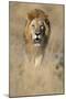 Male Lion Walking Through Grass-Paul Souders-Mounted Photographic Print