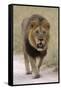 Male lion walks towards the camera-David Hosking-Framed Stretched Canvas