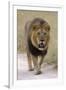 Male lion walks towards the camera-David Hosking-Framed Photographic Print