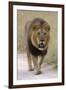 Male lion walks towards the camera-David Hosking-Framed Photographic Print