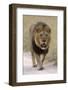 Male lion walks towards the camera-David Hosking-Framed Photographic Print