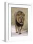 Male lion walks towards the camera-David Hosking-Framed Photographic Print