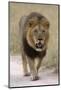 Male lion walks towards the camera-David Hosking-Mounted Photographic Print