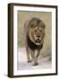 Male lion walks towards the camera-David Hosking-Framed Photographic Print