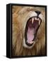 Male lion yawning in Masai Mara National Reserve-Paul Souders-Framed Stretched Canvas