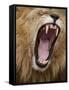 Male lion yawning in Masai Mara National Reserve-Paul Souders-Framed Stretched Canvas