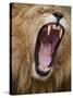 Male lion yawning in Masai Mara National Reserve-Paul Souders-Stretched Canvas