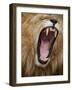 Male lion yawning in Masai Mara National Reserve-Paul Souders-Framed Photographic Print
