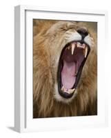 Male lion yawning in Masai Mara National Reserve-Paul Souders-Framed Photographic Print