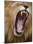 Male lion yawning in Masai Mara National Reserve-Paul Souders-Mounted Photographic Print