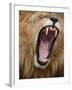 Male lion yawning in Masai Mara National Reserve-Paul Souders-Framed Photographic Print