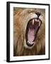 Male lion yawning in Masai Mara National Reserve-Paul Souders-Framed Photographic Print