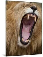 Male lion yawning in Masai Mara National Reserve-Paul Souders-Mounted Photographic Print