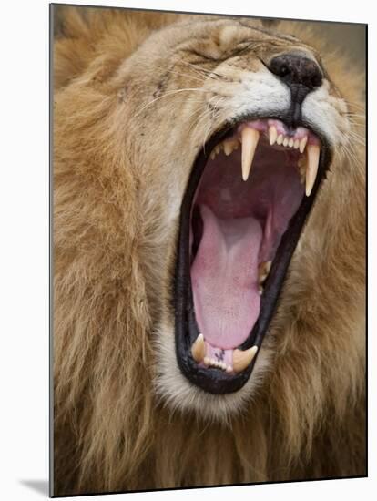 Male lion yawning in Masai Mara National Reserve-Paul Souders-Mounted Photographic Print