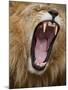 Male lion yawning in Masai Mara National Reserve-Paul Souders-Mounted Photographic Print