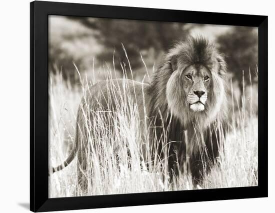 Male lion-null-Framed Giclee Print