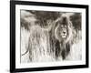 Male lion-null-Framed Giclee Print