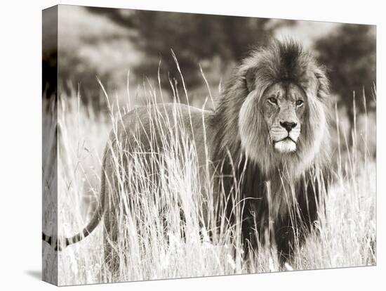 Male lion-null-Stretched Canvas