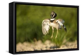 Male Little Bustard (Tetrax Tetrax) Displaying, Catalonia, Spain, May-Inaki Relanzon-Framed Stretched Canvas