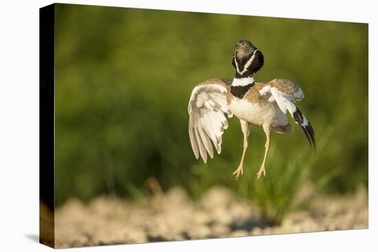 Male Little Bustard (Tetrax Tetrax) Displaying, Catalonia, Spain, May-Inaki Relanzon-Stretched Canvas