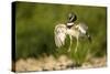 Male Little Bustard (Tetrax Tetrax) Displaying, Catalonia, Spain, May-Inaki Relanzon-Stretched Canvas