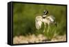 Male Little Bustard (Tetrax Tetrax) Displaying, Catalonia, Spain, May-Inaki Relanzon-Framed Stretched Canvas