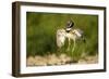 Male Little Bustard (Tetrax Tetrax) Displaying, Catalonia, Spain, May-Inaki Relanzon-Framed Photographic Print