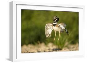 Male Little Bustard (Tetrax Tetrax) Displaying, Catalonia, Spain, May-Inaki Relanzon-Framed Photographic Print