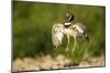 Male Little Bustard (Tetrax Tetrax) Displaying, Catalonia, Spain, May-Inaki Relanzon-Mounted Photographic Print