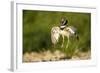 Male Little Bustard (Tetrax Tetrax) Displaying, Catalonia, Spain, May-Inaki Relanzon-Framed Photographic Print