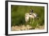 Male Little Bustard (Tetrax Tetrax) Displaying, Catalonia, Spain, May-Inaki Relanzon-Framed Photographic Print