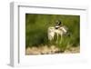 Male Little Bustard (Tetrax Tetrax) Displaying, Catalonia, Spain, May-Inaki Relanzon-Framed Photographic Print