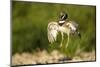 Male Little Bustard (Tetrax Tetrax) Displaying, Catalonia, Spain, May-Inaki Relanzon-Mounted Photographic Print