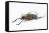 Male Long Horn Beetle Rosenbergia Straussi Side View-Darrell Gulin-Framed Stretched Canvas