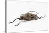 Male Long Horn Beetle Rosenbergia Straussi Side View-Darrell Gulin-Stretched Canvas