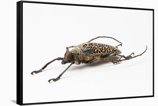 Male Long Horn Beetle Rosenbergia Straussi Side View-Darrell Gulin-Framed Stretched Canvas