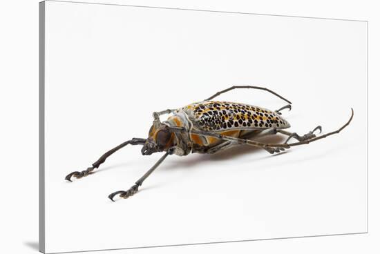 Male Long Horn Beetle Rosenbergia Straussi Side View-Darrell Gulin-Stretched Canvas