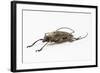 Male Long Horn Beetle Rosenbergia Straussi Side View-Darrell Gulin-Framed Photographic Print