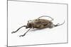 Male Long Horn Beetle Rosenbergia Straussi Side View-Darrell Gulin-Mounted Photographic Print