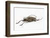 Male Long Horn Beetle Rosenbergia Straussi Side View-Darrell Gulin-Framed Photographic Print