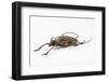 Male Long Horn Beetle Rosenbergia Straussi Side View-Darrell Gulin-Framed Photographic Print