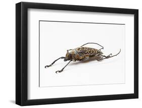 Male Long Horn Beetle Rosenbergia Straussi Side View-Darrell Gulin-Framed Photographic Print