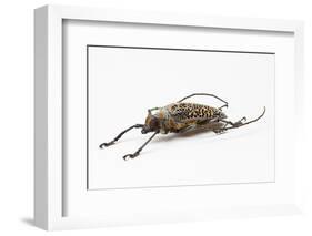 Male Long Horn Beetle Rosenbergia Straussi Side View-Darrell Gulin-Framed Photographic Print